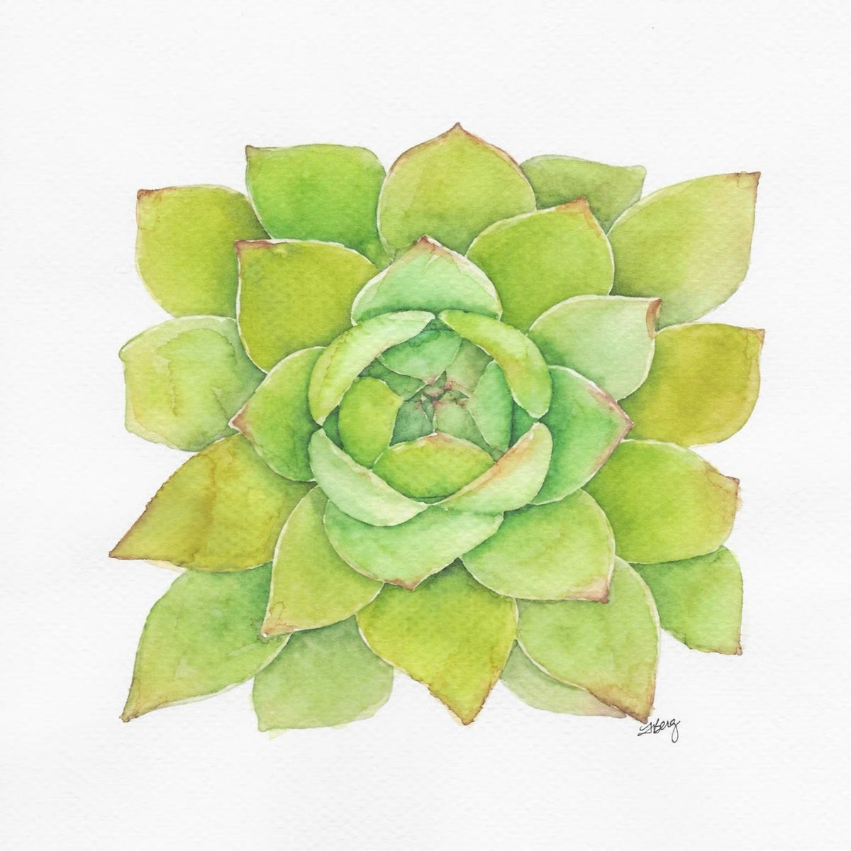 Green Rosette