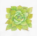 Green Rosette