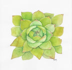Green Rosette