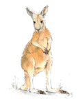 Kangaroo