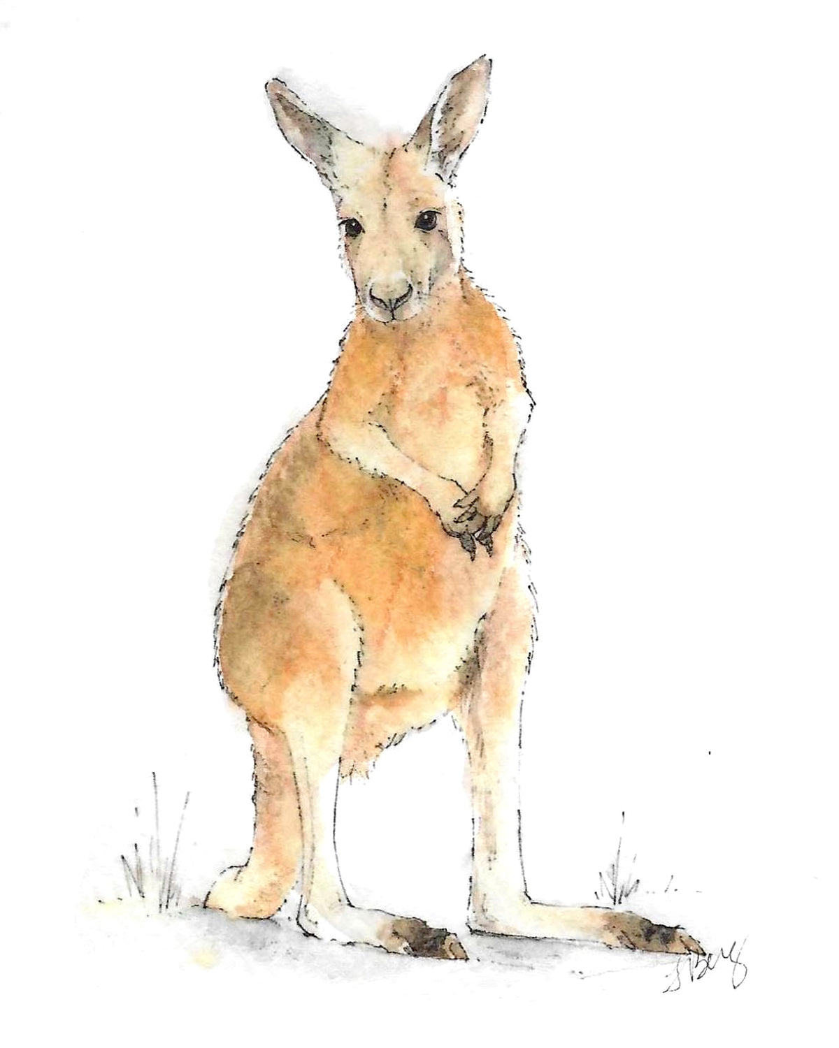 Kangaroo