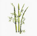 Quiet Bamboo